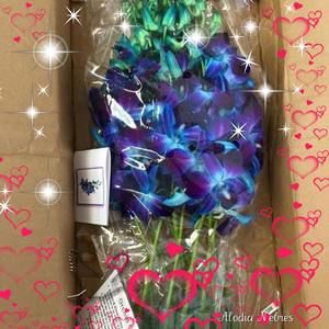 Meet your Posher, Cindee quyen